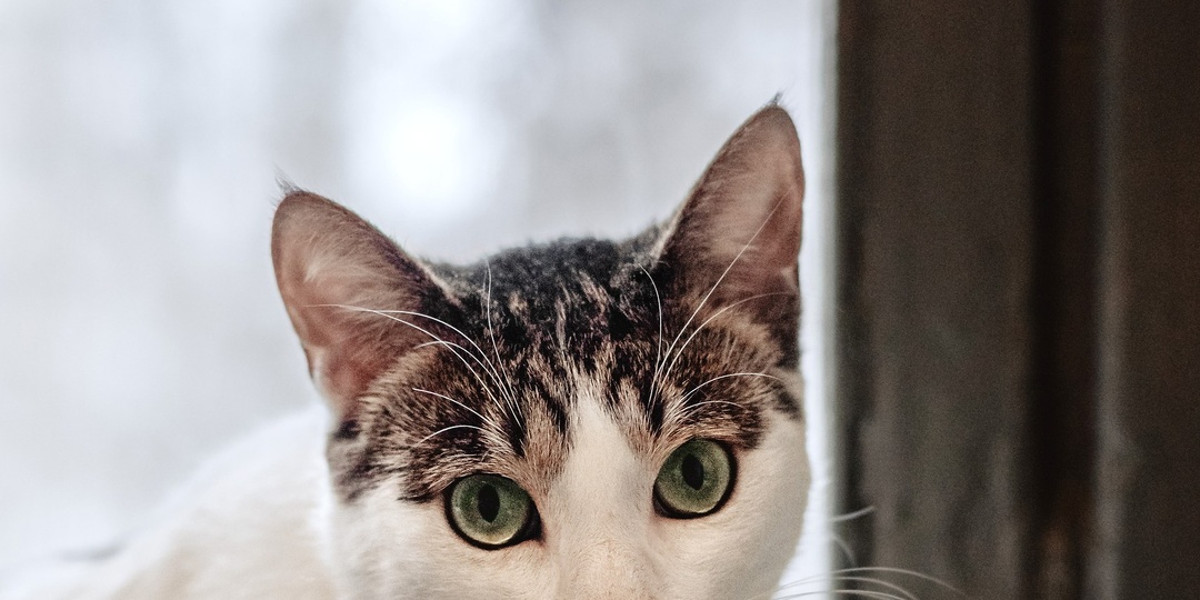 Вокруг кота суетились тётеньки: ой ещё одного выбросили! А котик-то оказался не простой, а с секретом