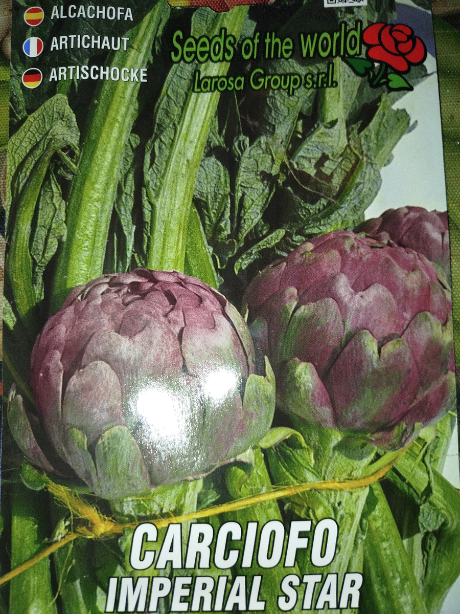 Фото автора. У этой пачки семян последний шанс.