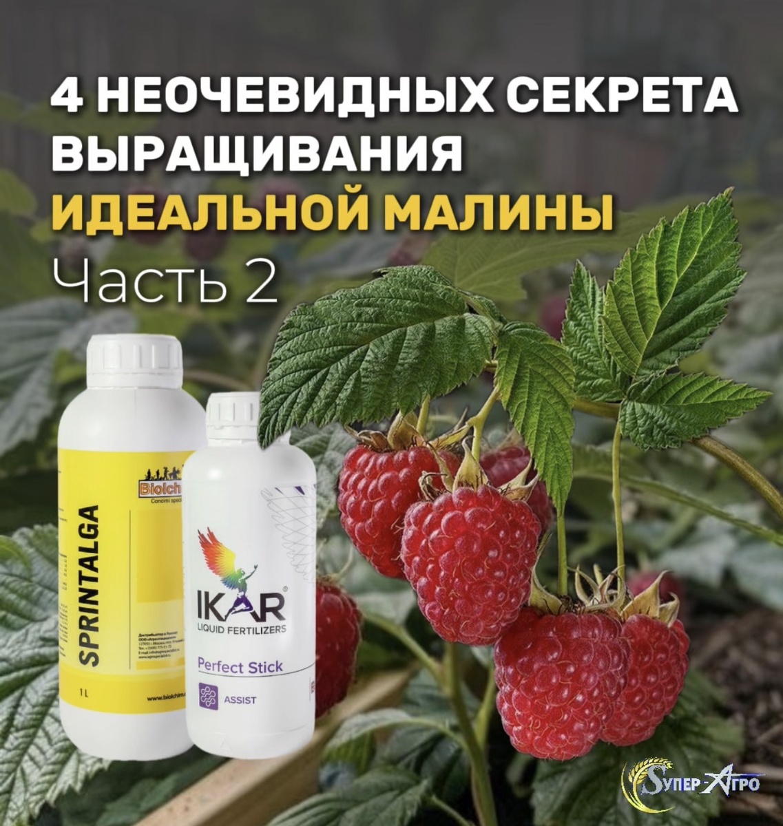 Как вырастить идеальную малину