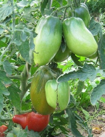 Сибирская тройка 