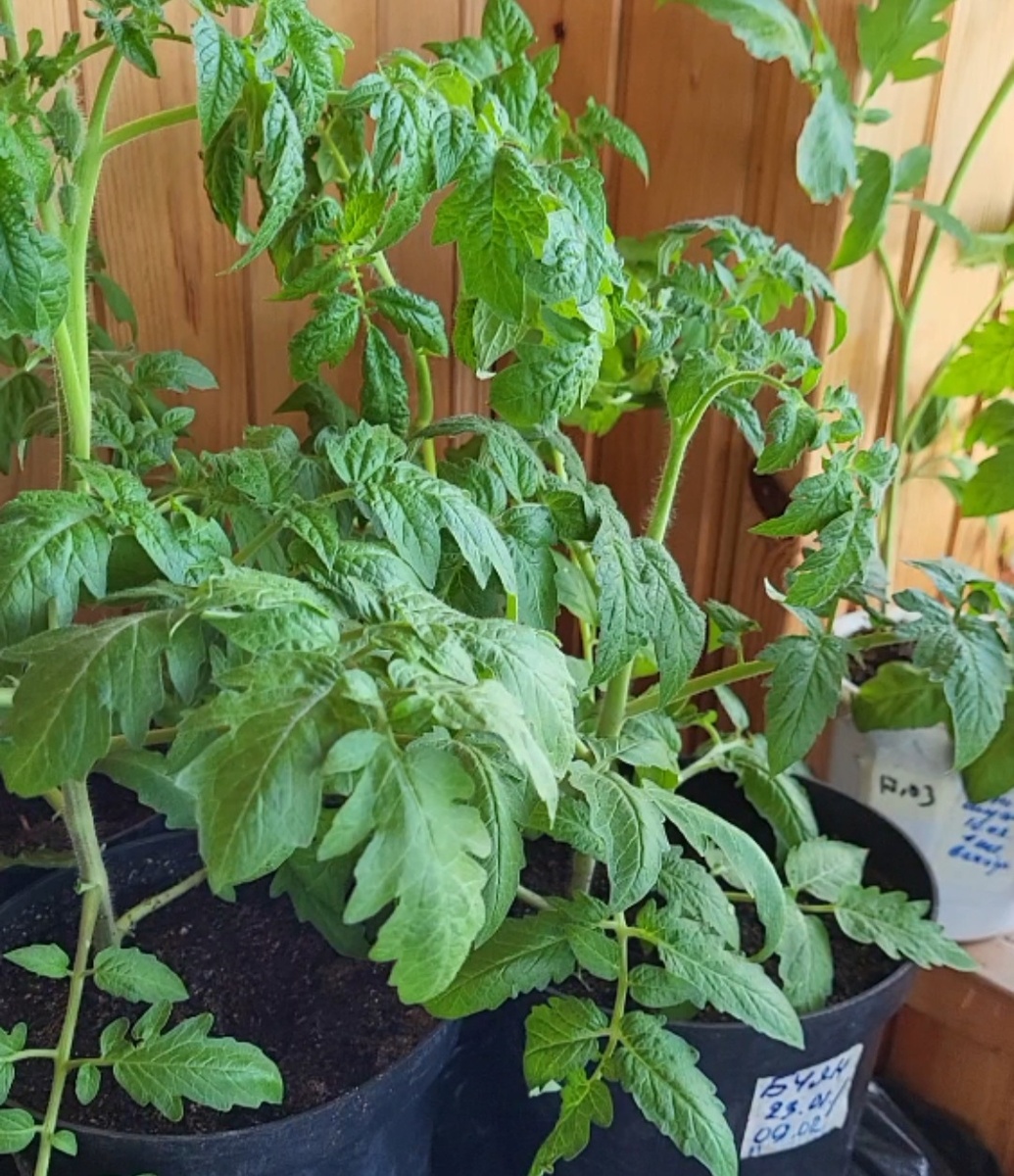 Томат Буян, крепкий толстоногий в рассаде, справится даже новичок