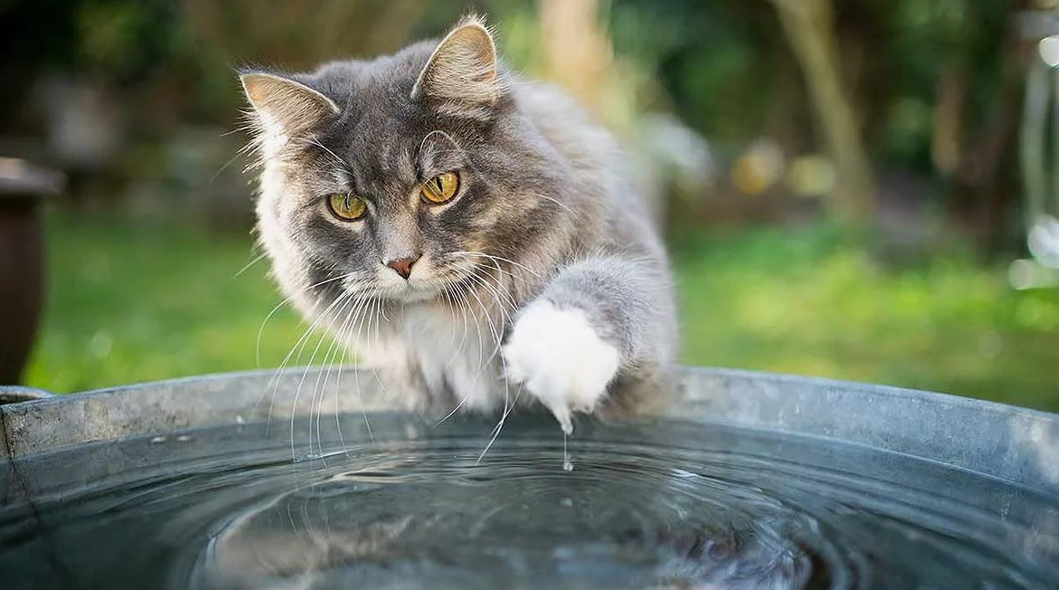 Вода, а у вас рыбов не найдётся?