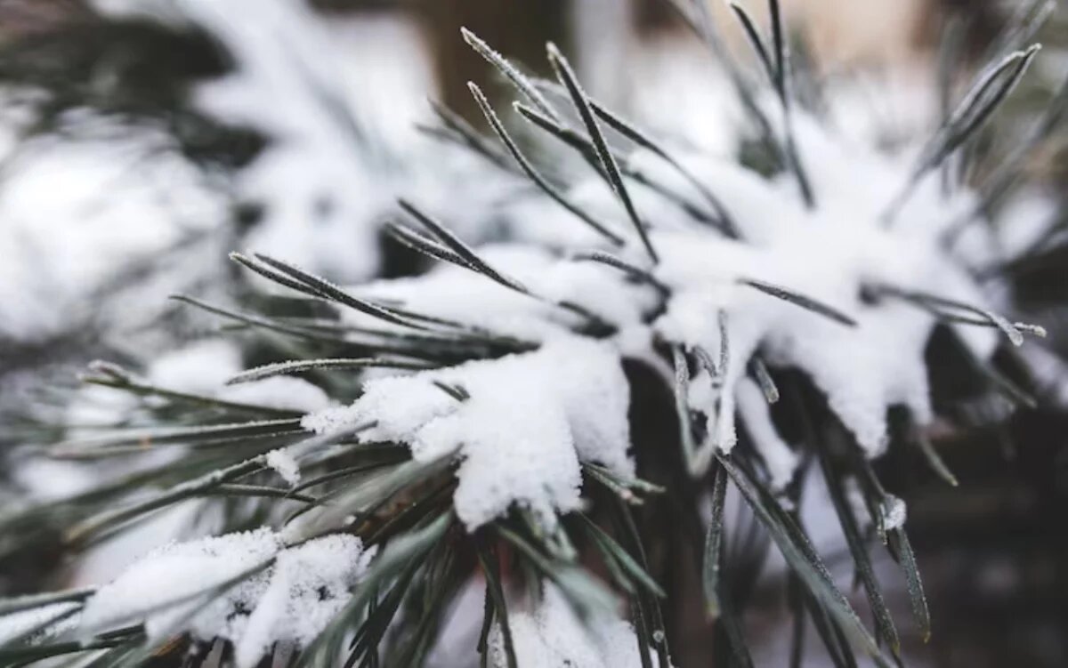    Небольшой снег: какая погода будет в Хабаровском крае 20 января