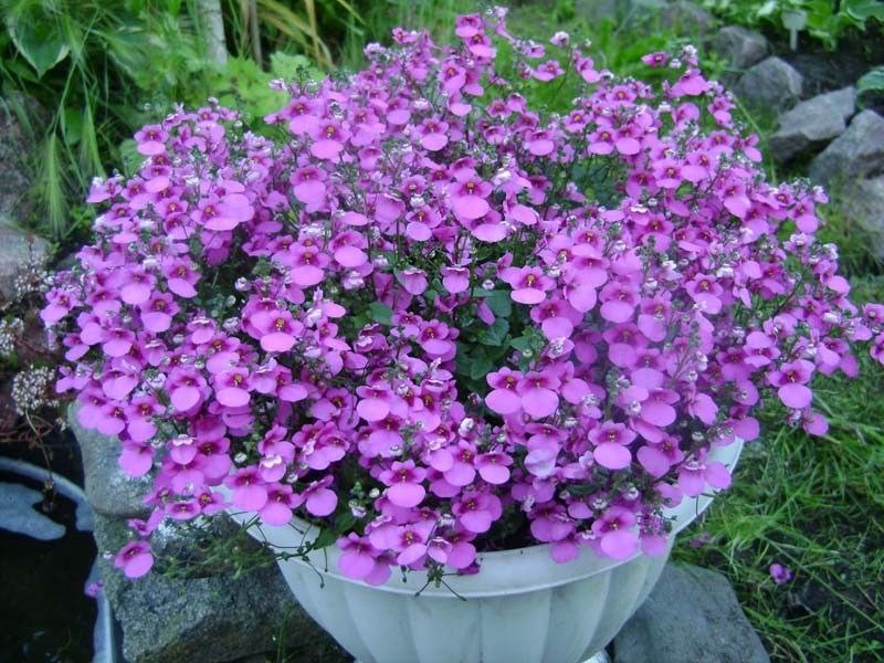 Диасция, фото с приложения ВБ