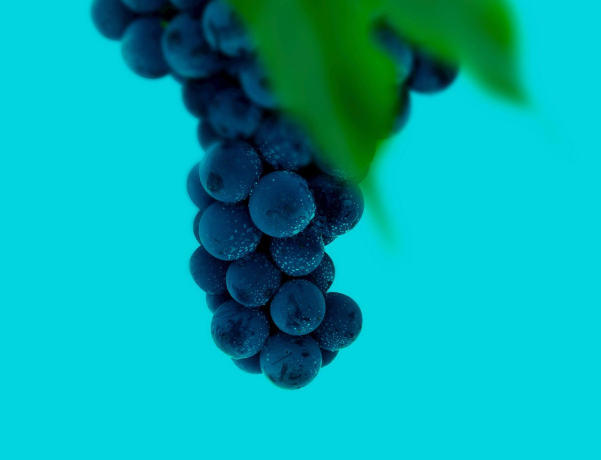 Вранац - один из самых ярких представителей балканских автохтонов