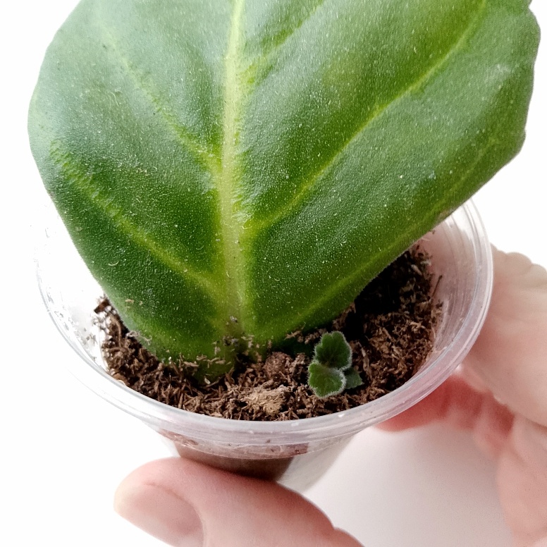 Неугомонный Блю Пикоти