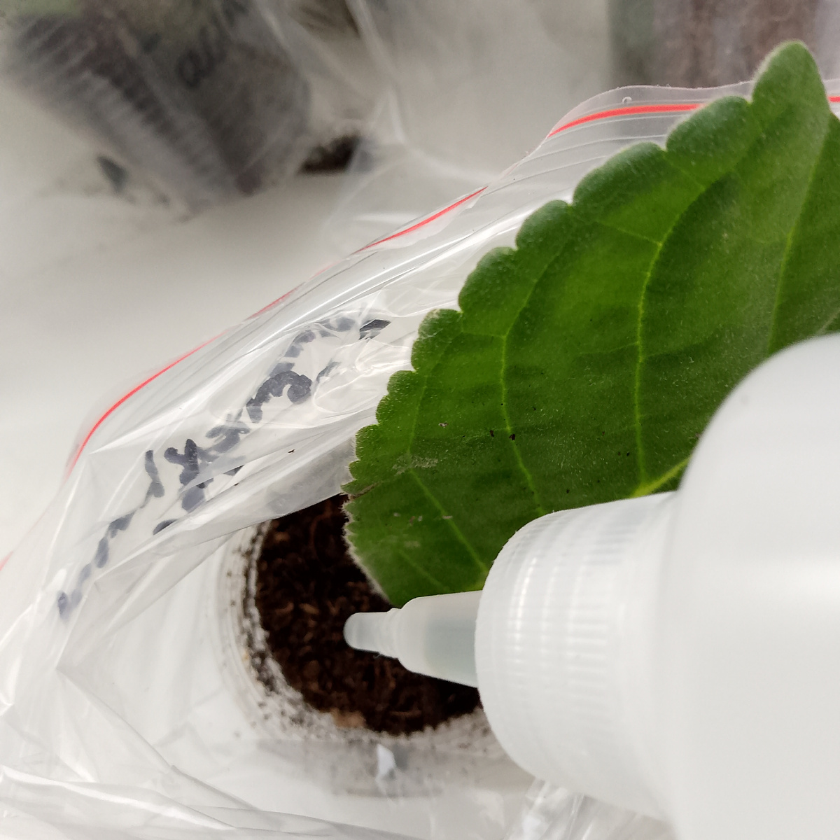 Пол чайной ложки воды - полив листа раз в месяц