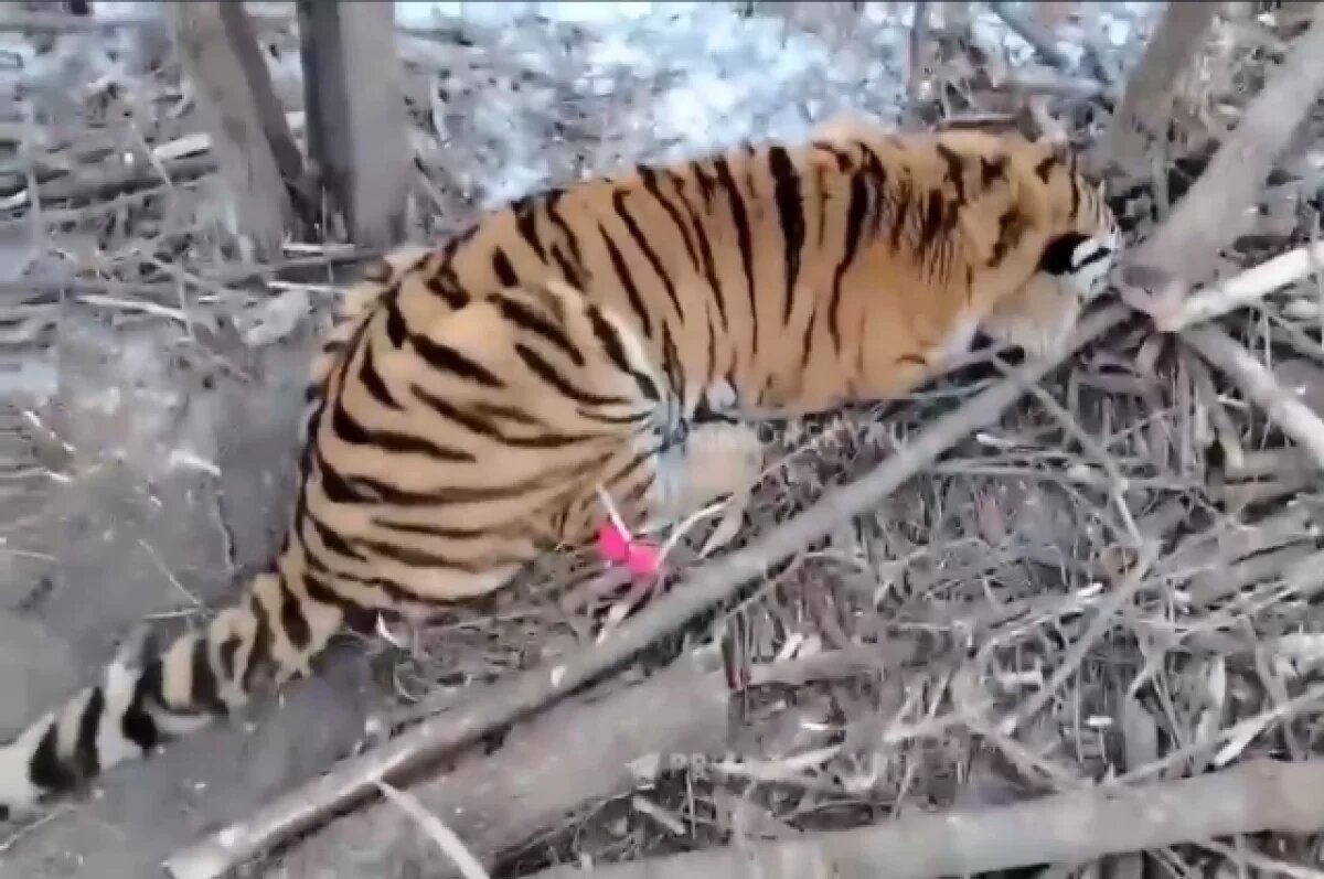    Пятый за 20 дней января тигр был изъят из дикой природы Приморья