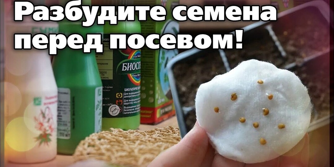 Нюансы замачивания семян, которые могут удивить даже опытных огородников: как, в чем и зачем замачивать семена перед посевом