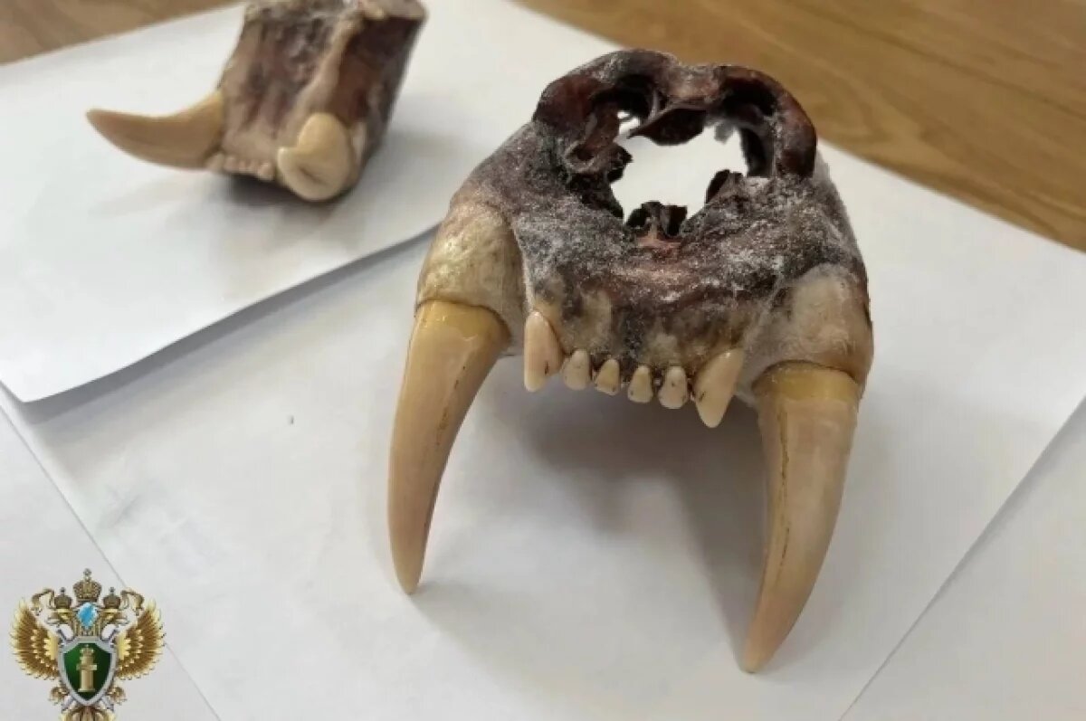    Иностранца судят в Приморье за попытку контрабанды частей амурского тигра