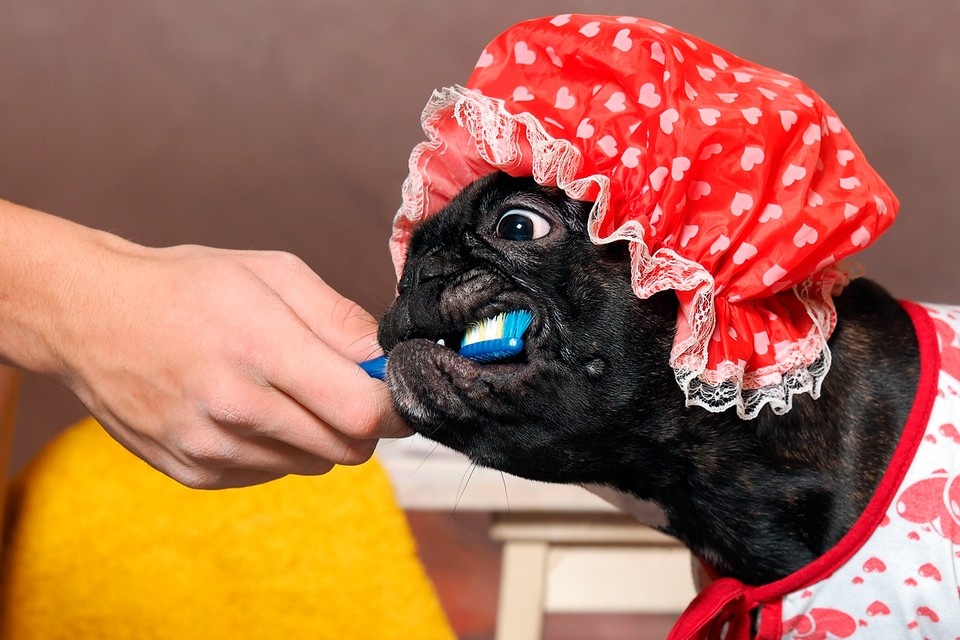    Зубные пасты для животных часто пахнут мясом, так что за щетку придется повоевать. Фото: Irina Kozorog/Shutterstock/Fotodom