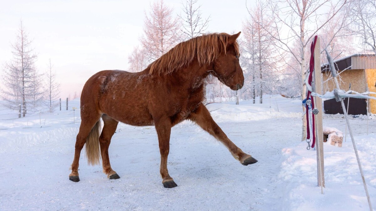    о том, как лошади приобской породы помогают в иппотерапии, узнали в пресс-центре «Север-Пресса». Фото: Федор Воронов / «Ямал-Медиа»