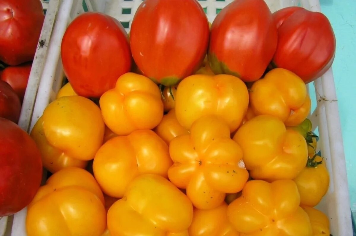    Именно желтые помидоры считаются самыми сладкими.