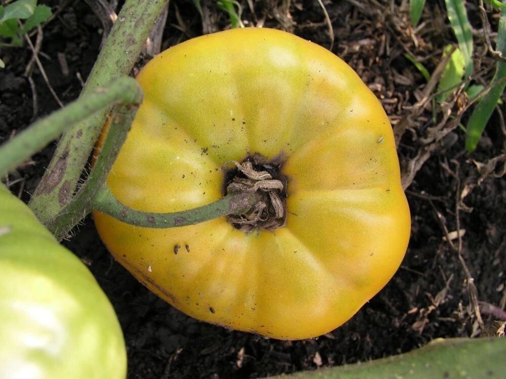    Лимонадный Джо. Фото: Денис Терентьев