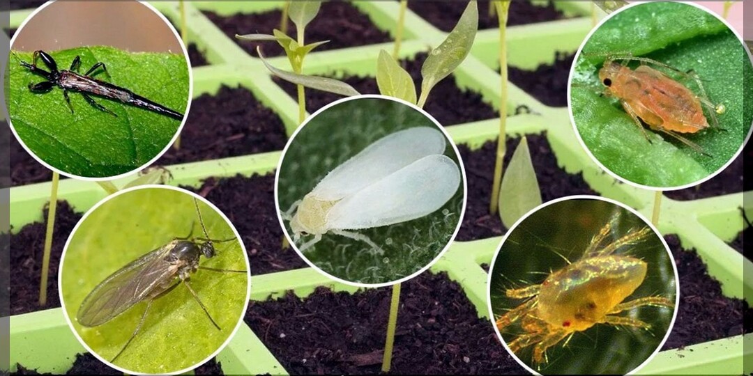 Комнатные растения и рассада под защитой: как и какими средствами эффективно бороться с вредителями комнатных растений и рассады