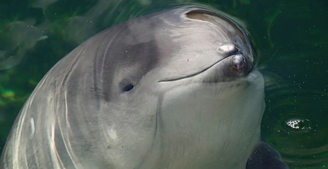 Азовка, или морская свинья. Тупое, почти «поросячье» рыло и внимательный взгляд — так выглядит самый маленький кит Черного моря