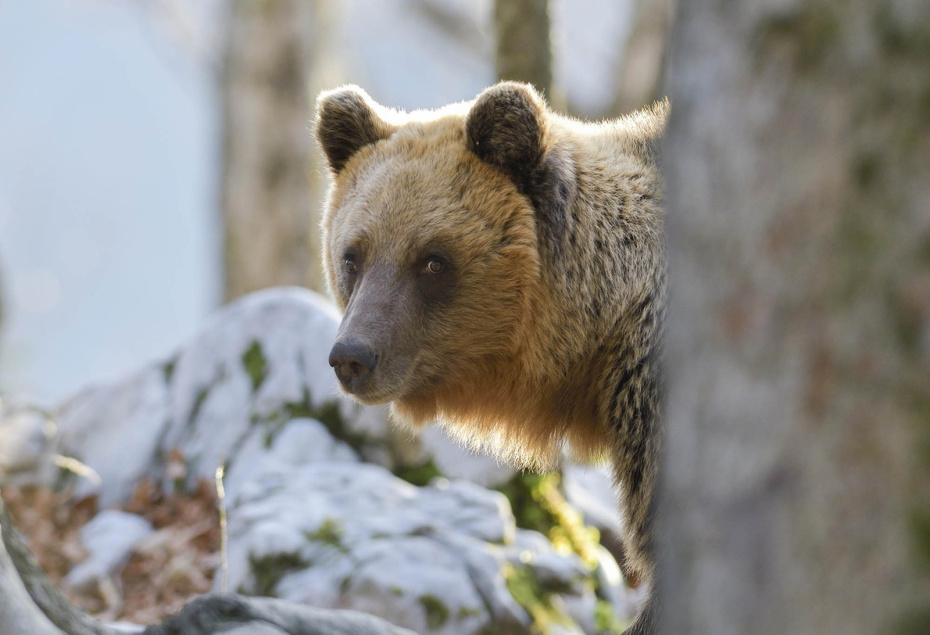    Michaela Walch/imageBROKER.com/Global Look Press