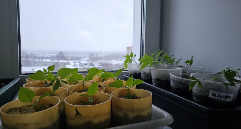    Фото prochepetsk