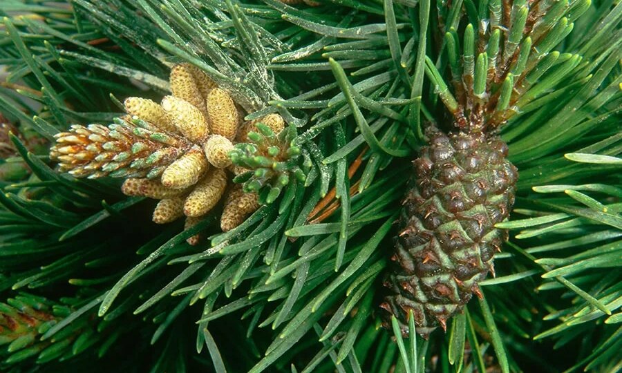 Сосновая пыльца: природный активатор здоровья - разбираем подробно