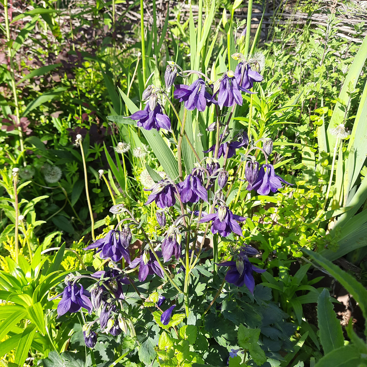 Сорт Блу Барлоу. Личный архив