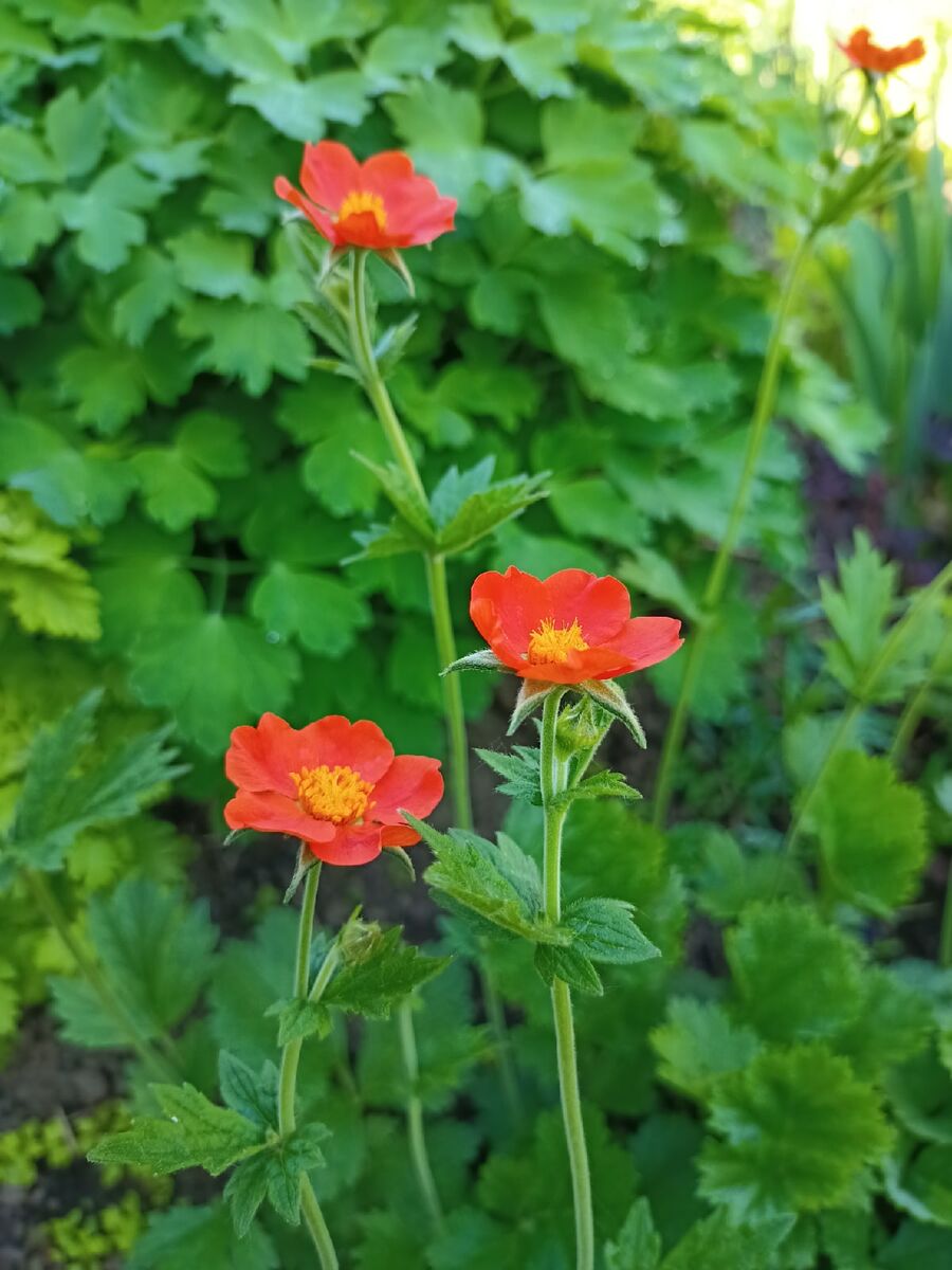 В статье использованы фото - автора 