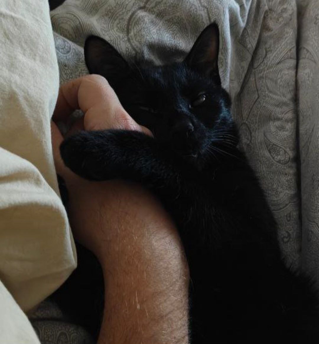 Как только убираешь руку, он нежно-нежно вжимается в нее и со всех котячих сил прижимает к себе лапками)