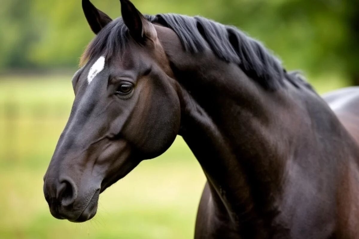    В Хабаровске мужчина украл элитного коня за 350 тысяч и продал как мясо