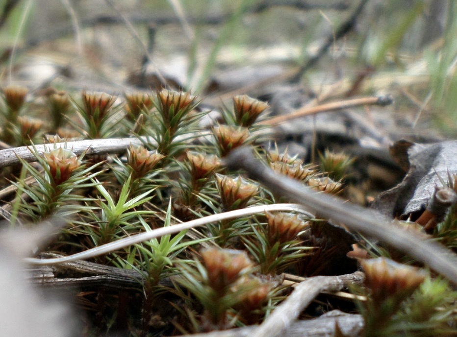 Мох Политрихум можжевельниковый, он же Кукушкин лён можжевельниковый (Polytrichum juniperinum) 🌿 Все фото из архива автора 🤳