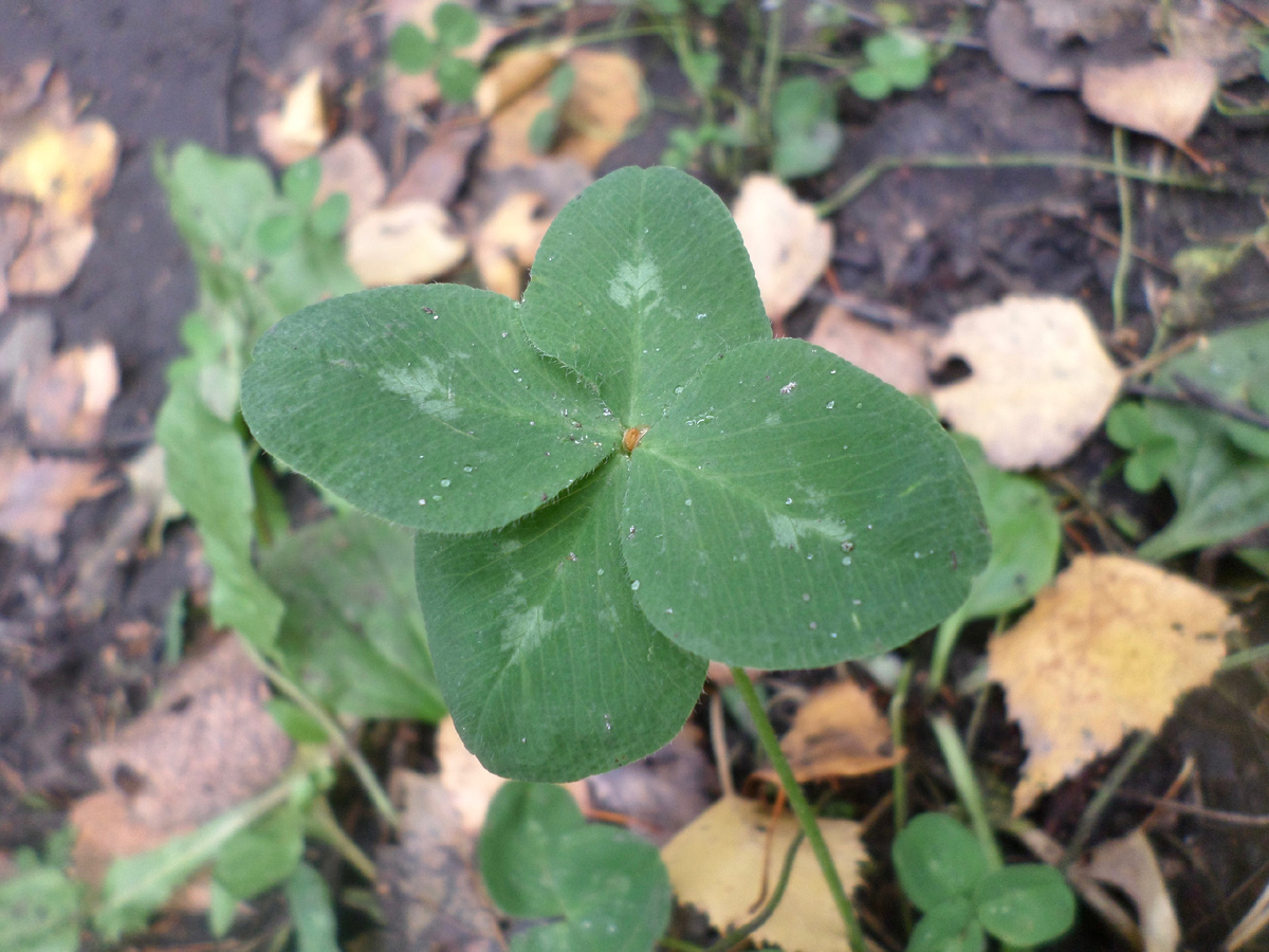 Клевер луговой, он же Клевер красный (Trifolium pratense): четырёхлистник, удачная находка 🍀