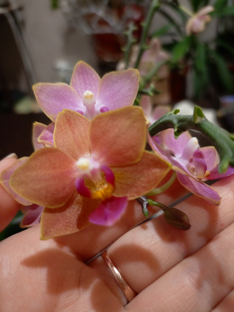 Ароматная малышка