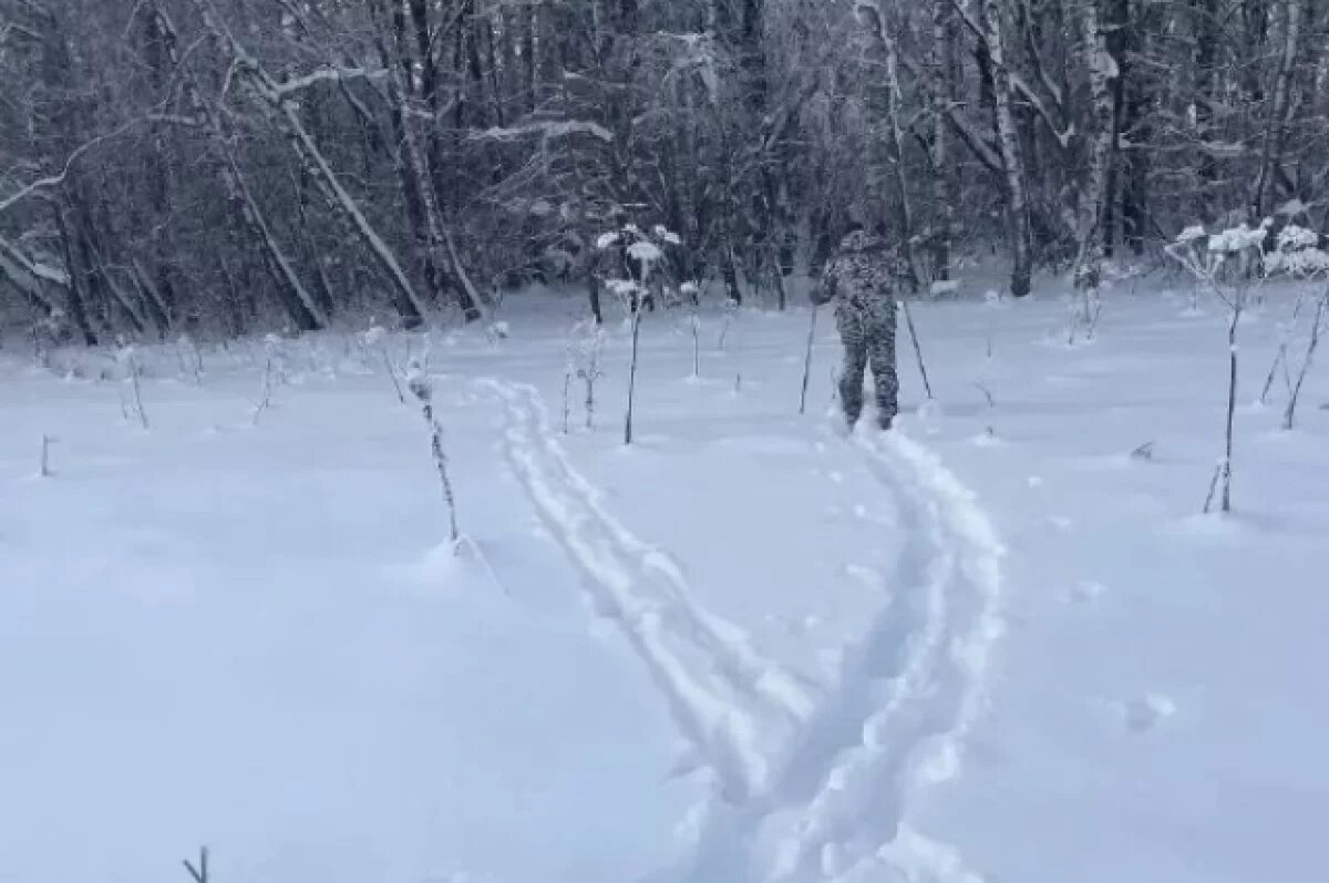    В тульских лесах приступили к подсчёту диких животных