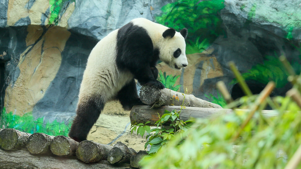 Панда Катюша .📷Фото: Кузьмичёнок Василий / Агентство «Москва»