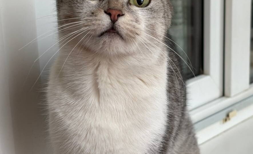 Хозяева выбросили кошечку и запрещают пускать ее погреться. Срочный поиск дома!