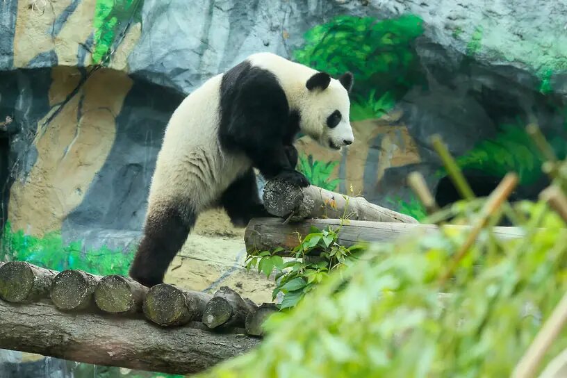    Фото: kommersant.ru Евгений Иванов