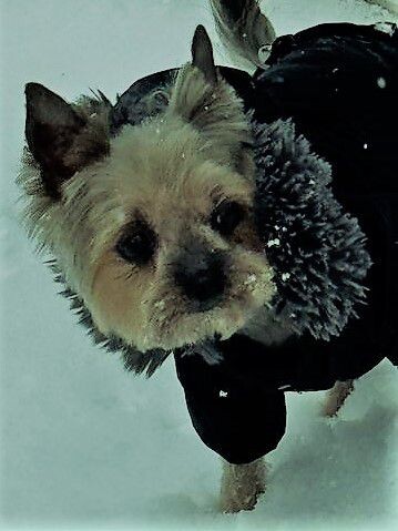 инспектор преобразований