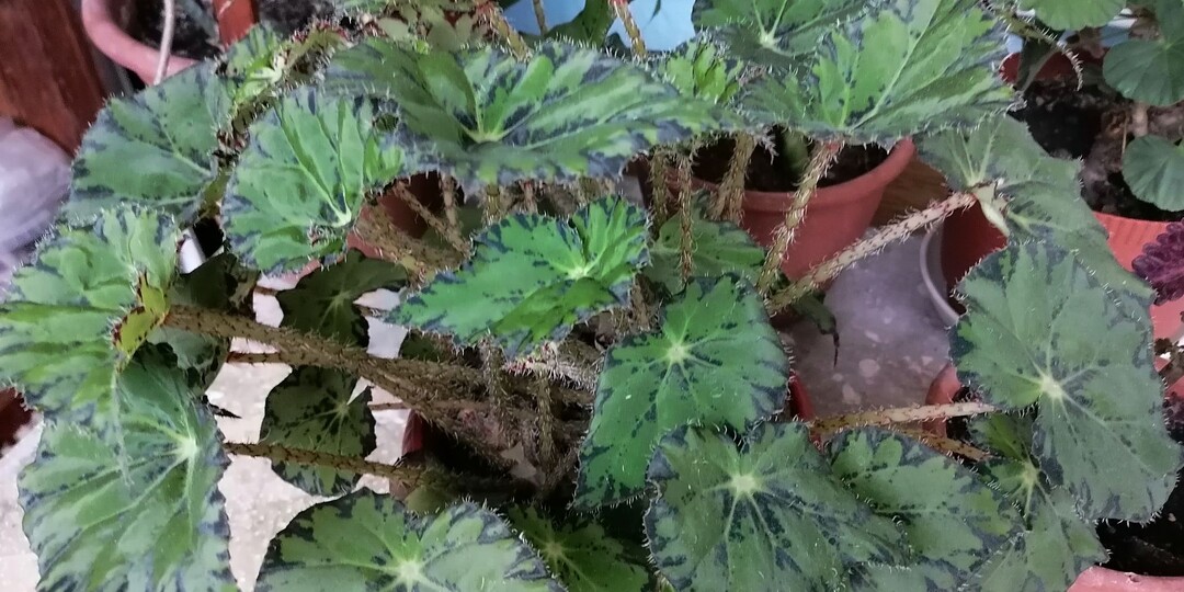 Перевалка и пересадка комнатных цветов в феврале