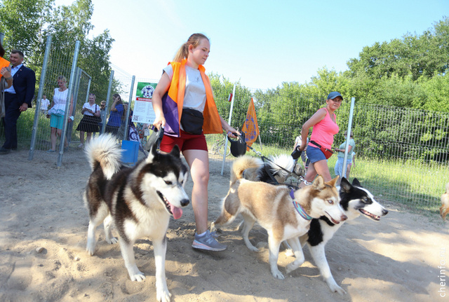    На занятия со своими собаками смогут приходить подростки 12-19 лет. Школу откроют по проекту "Ездовой спорт: от А до Я. Весна"