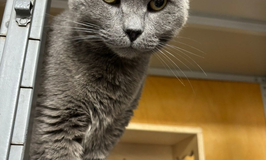 Спасибище, друзья