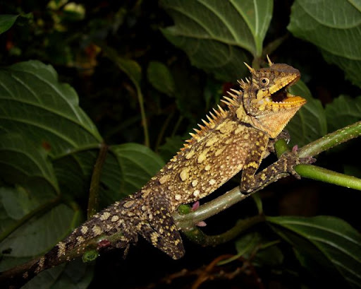 Взгляд дракона: рога над глазами — визитная карточка акантозавра.