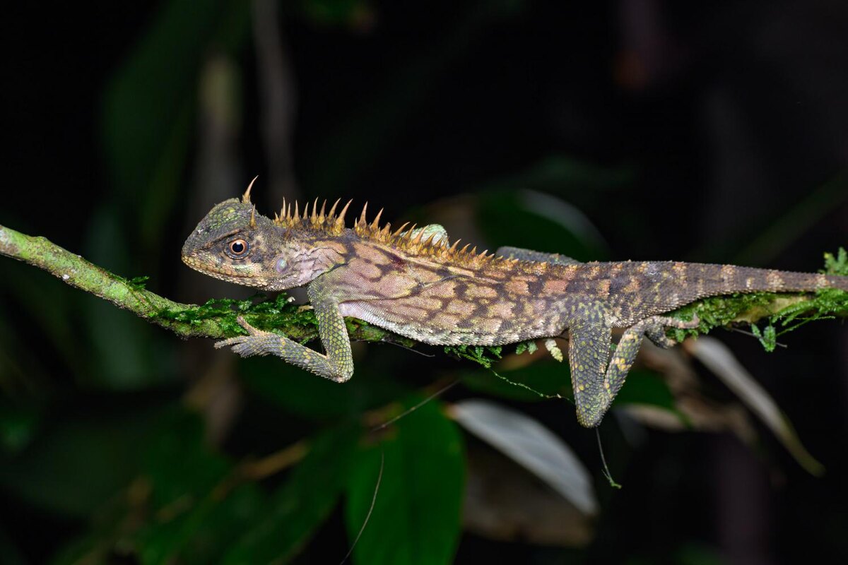 Шипы на спине придают ему грозный вид, но характер у него мирный.