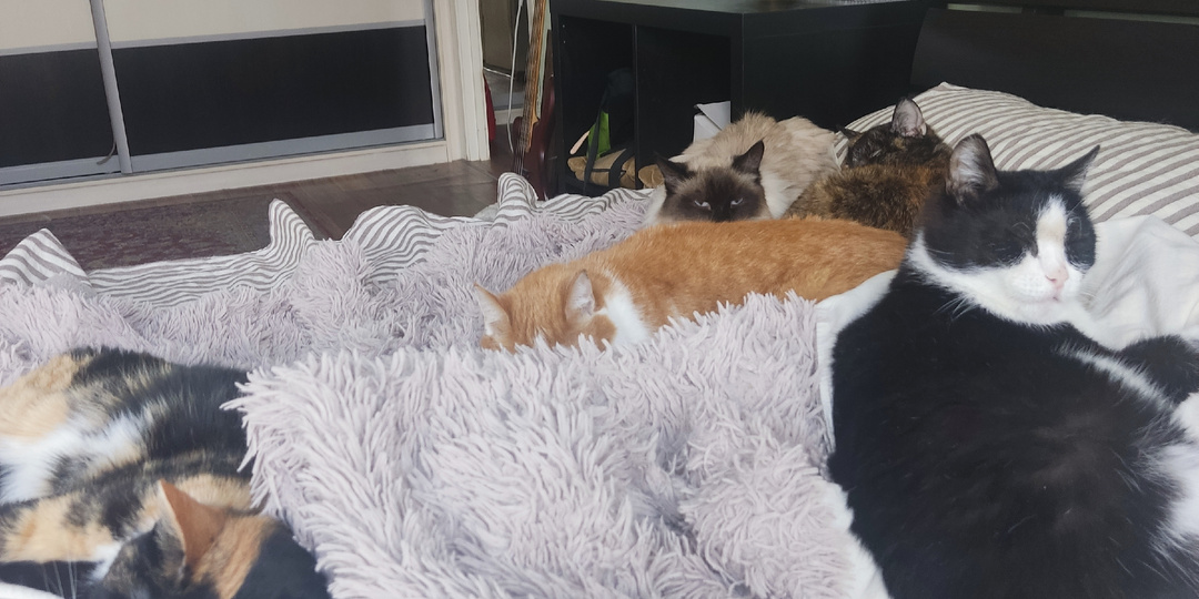 КОТОМОШЕННИКИ НЕ ДРЕМЛЮТ