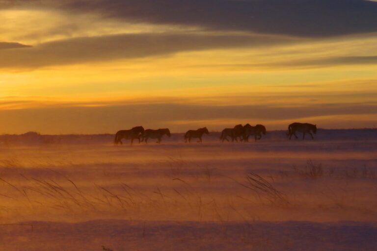    Лошади Пржевальского в Оренбуржье спокойно пережили морозы до -30°C Оренбуржье