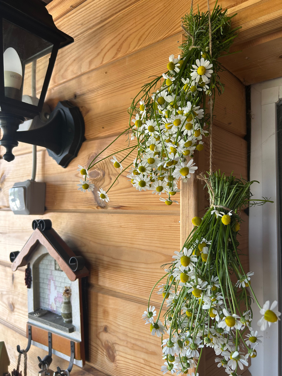 И травы сушим мы «свои». Фото Мой второй сад.