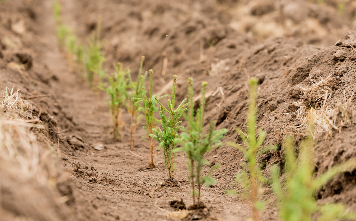    Владимир Васильев / ПАО «СИБУР»
