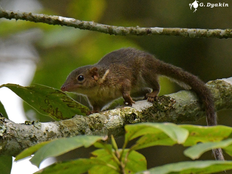 Взгляд, в котором читается интеллект: знакомьтесь, яванская тупайя.