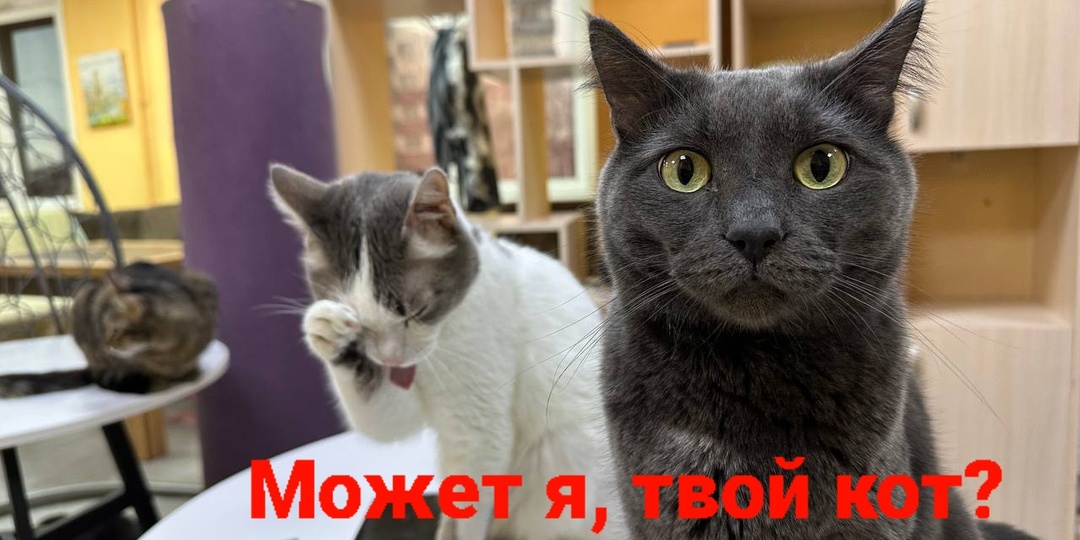 Сто мильёнов причин забрать себе кота.