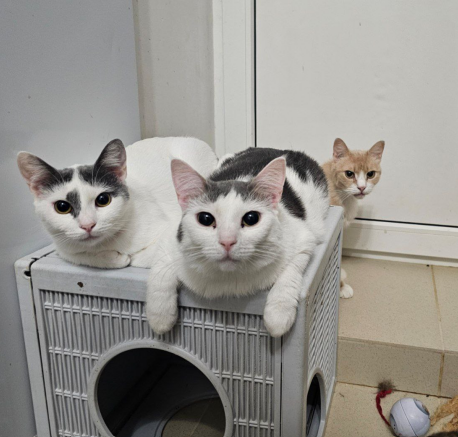 Приют на грани без лекарств...СОС!!!