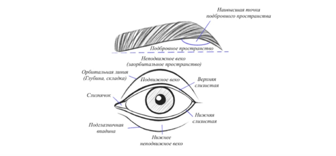 Границы работы с подвижным веком при формировании растушевки и формы