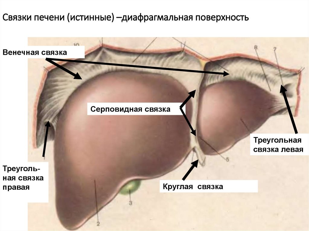 Смотрите, какие мощные связки у печени