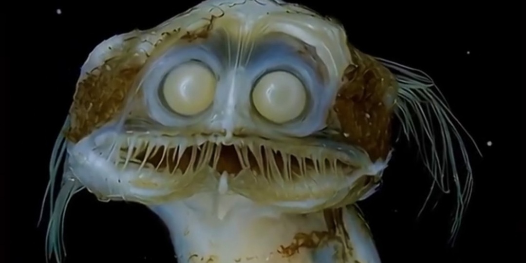 Рыба-телескоп: ужас из бездны, охотник в вечной тьме